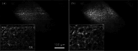 Fig. 9.