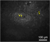 Fig. 12.