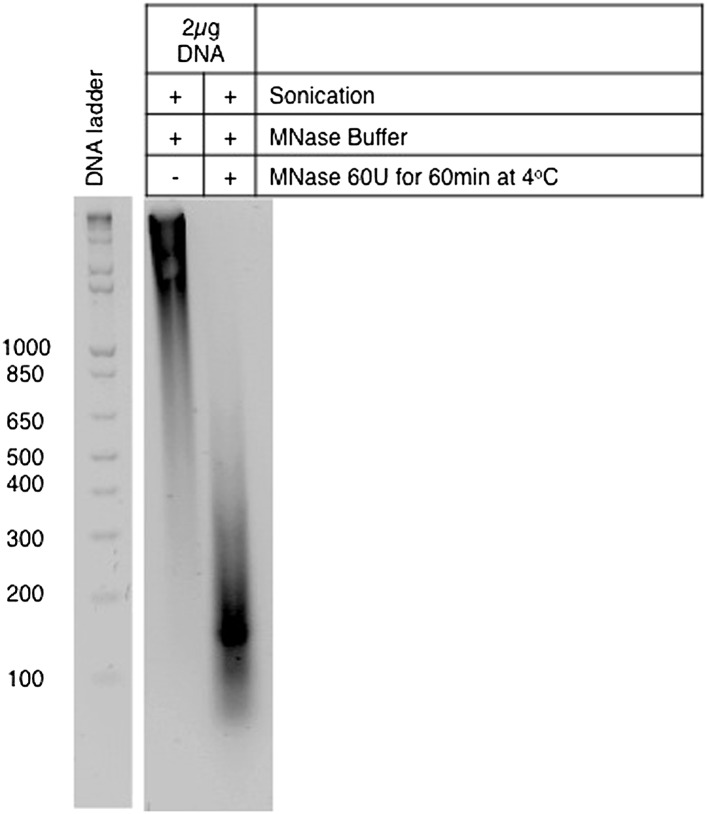 Figure 2—figure supplement 1.