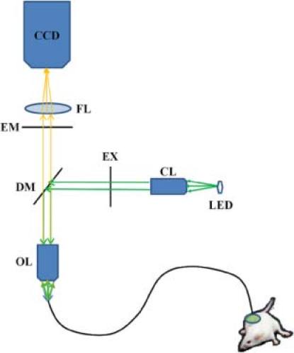 Fig. 1