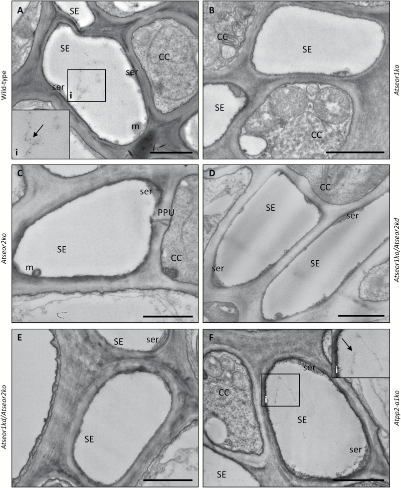 Fig. 9.