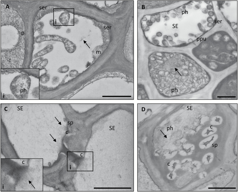 Fig. 11.