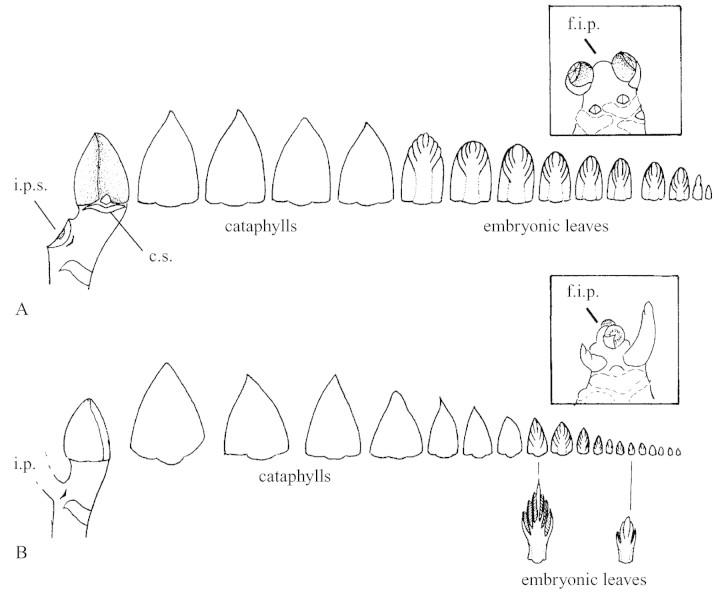 graphic file with name mcg127f2.jpg