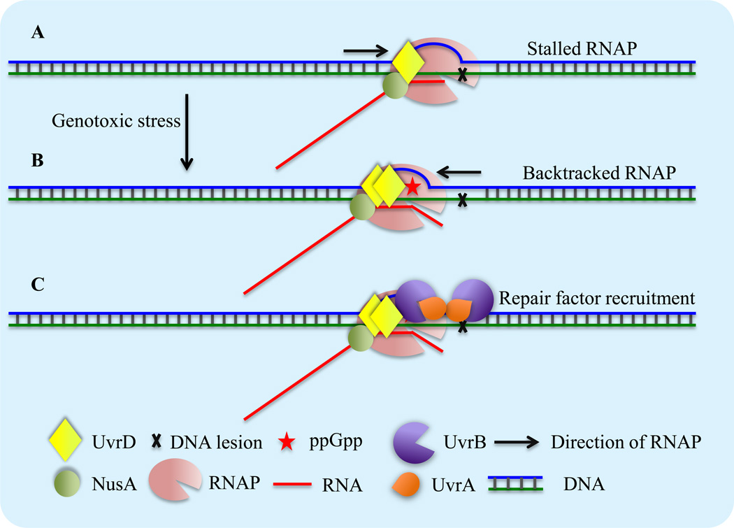 Figure 1, Key Figure