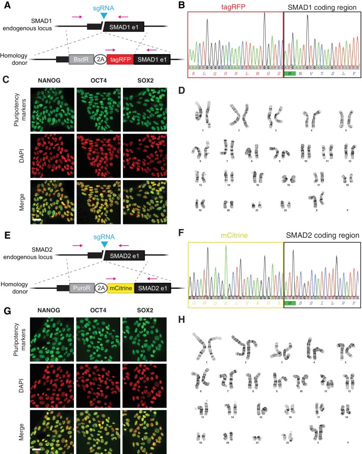 Figure 2—figure supplement 1.