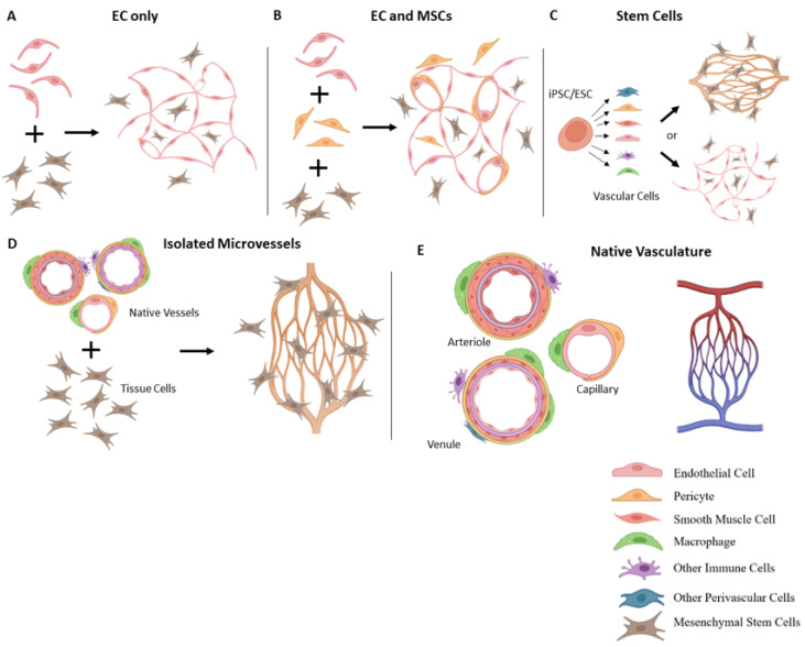 Vascularized Tissue Organoids - PMC