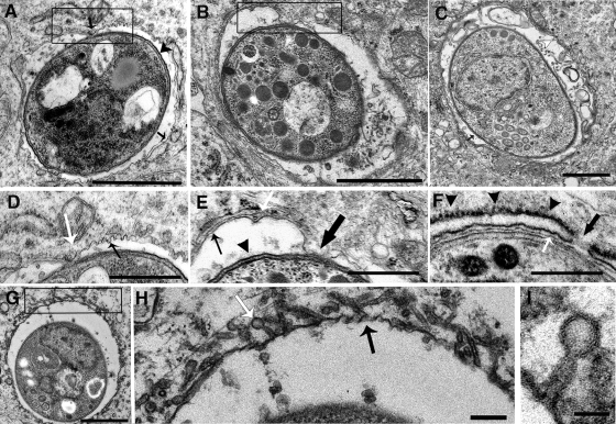 FIG. 5.