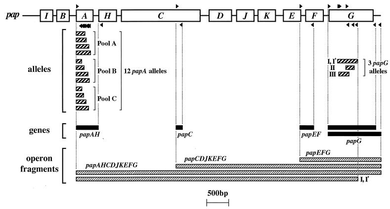 FIG. 1