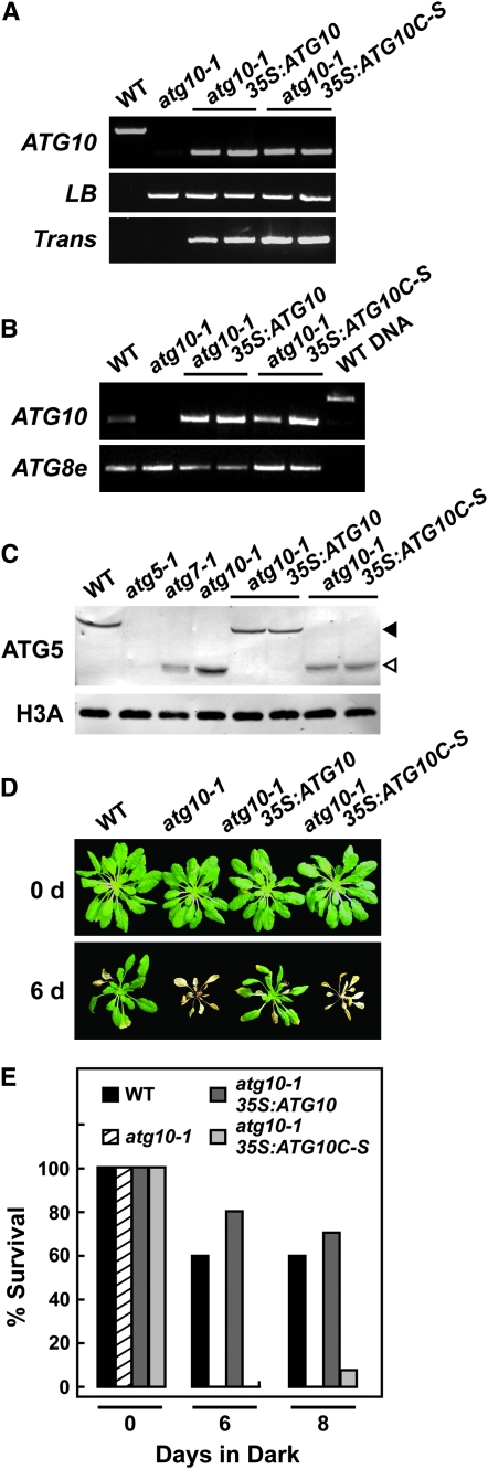 Figure 7.—