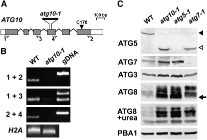 Figure 2.—