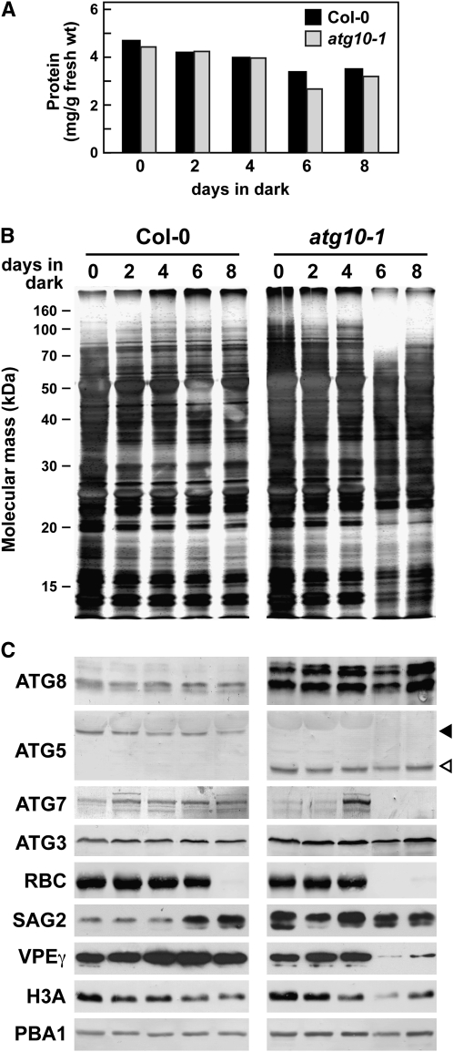 Figure 4.—