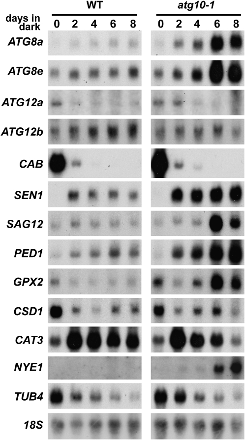 Figure 5.—