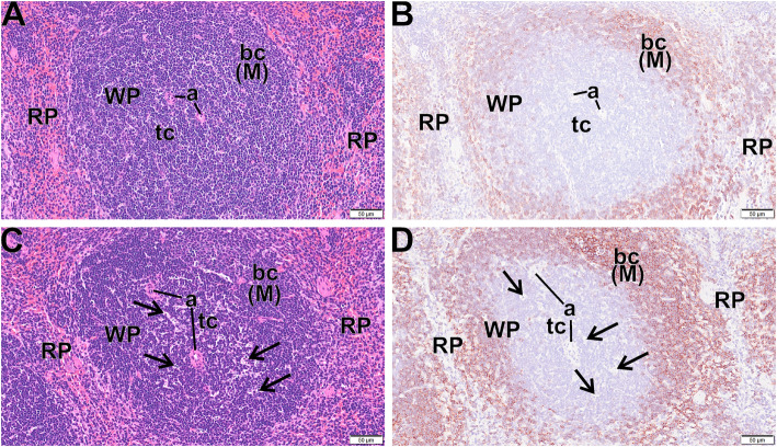 Fig. 8