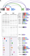 Figure 7—figure supplement 5.