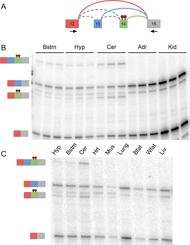 Figure 6—figure supplement 2.