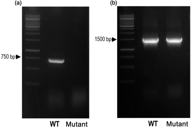 Figure 7.