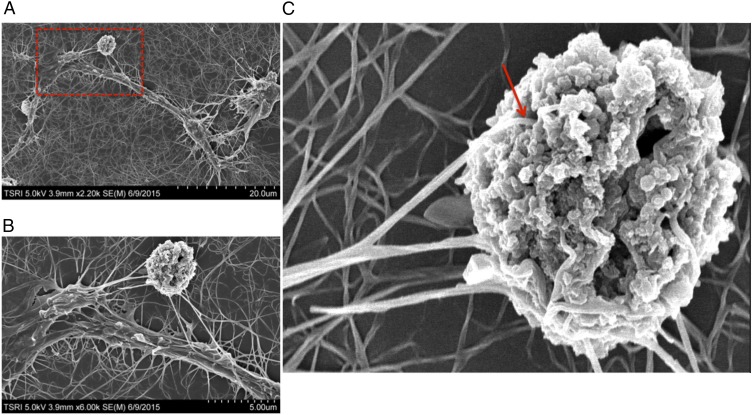 Fig. 3.