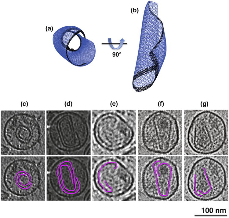 Fig. 2