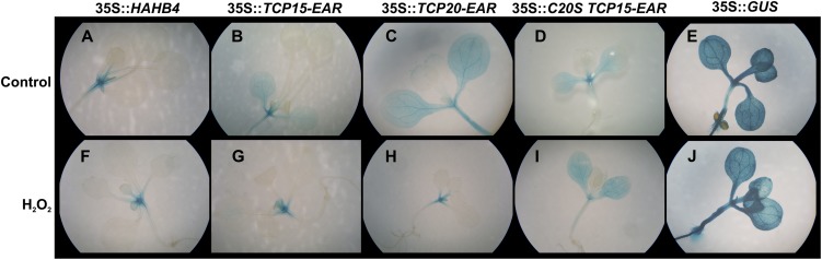 Figure 9.