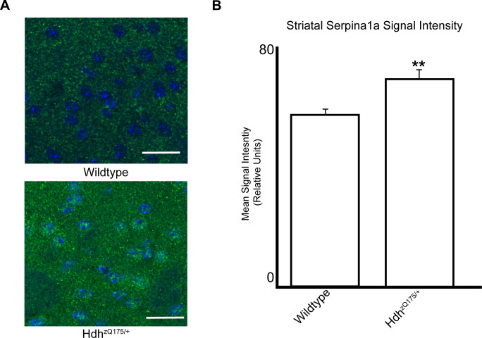 Figure 6—figure supplement 2.