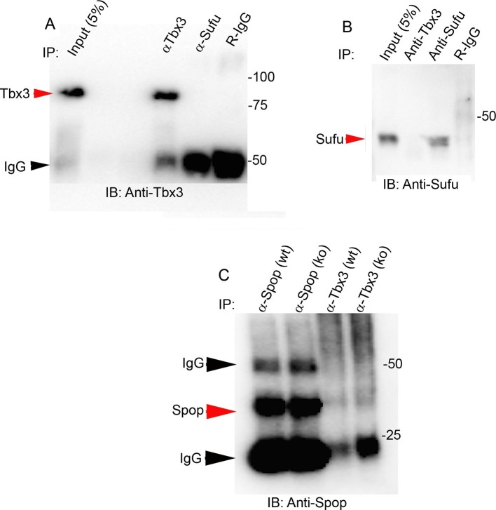 Figure 7—figure supplement 3.