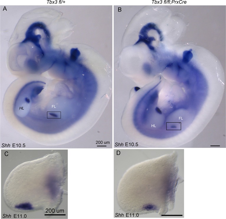 Figure 3—figure supplement 1.