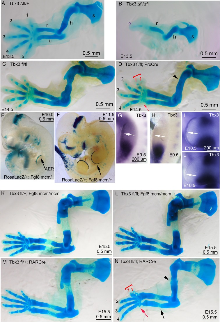 Figure 1—figure supplement 2.