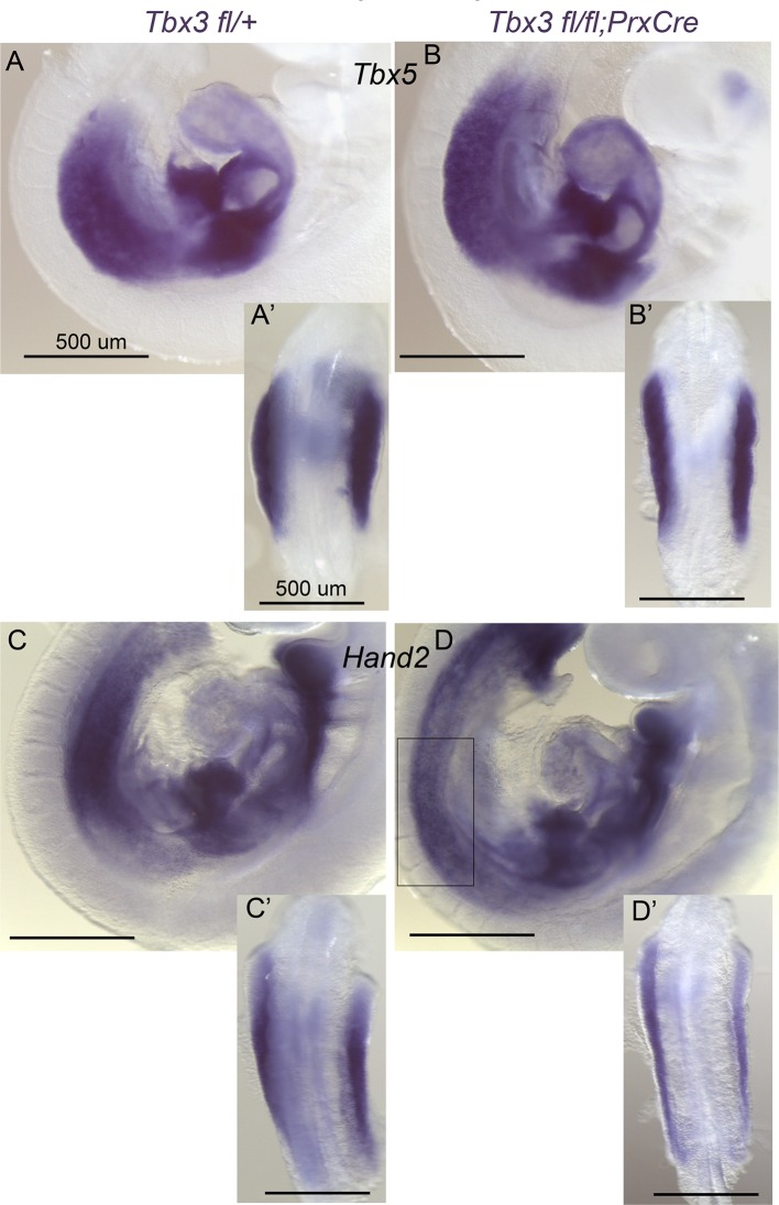 Figure 2—figure supplement 1.