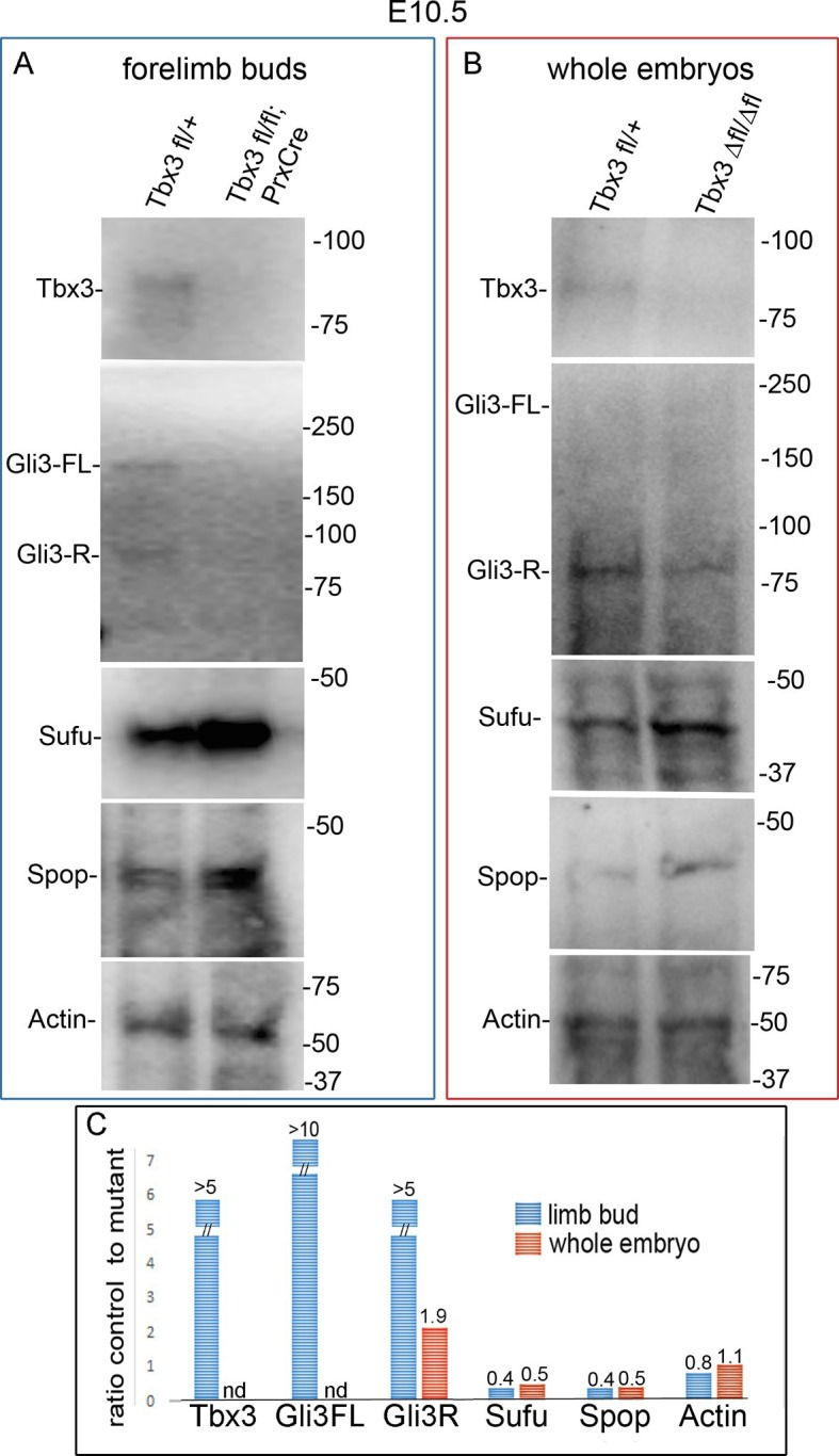 Figure 8—figure supplement 1.