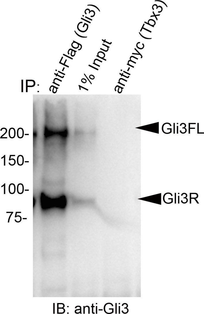 Figure 7—figure supplement 2.