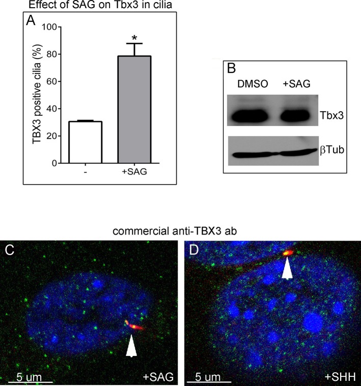 Figure 6—figure supplement 1.