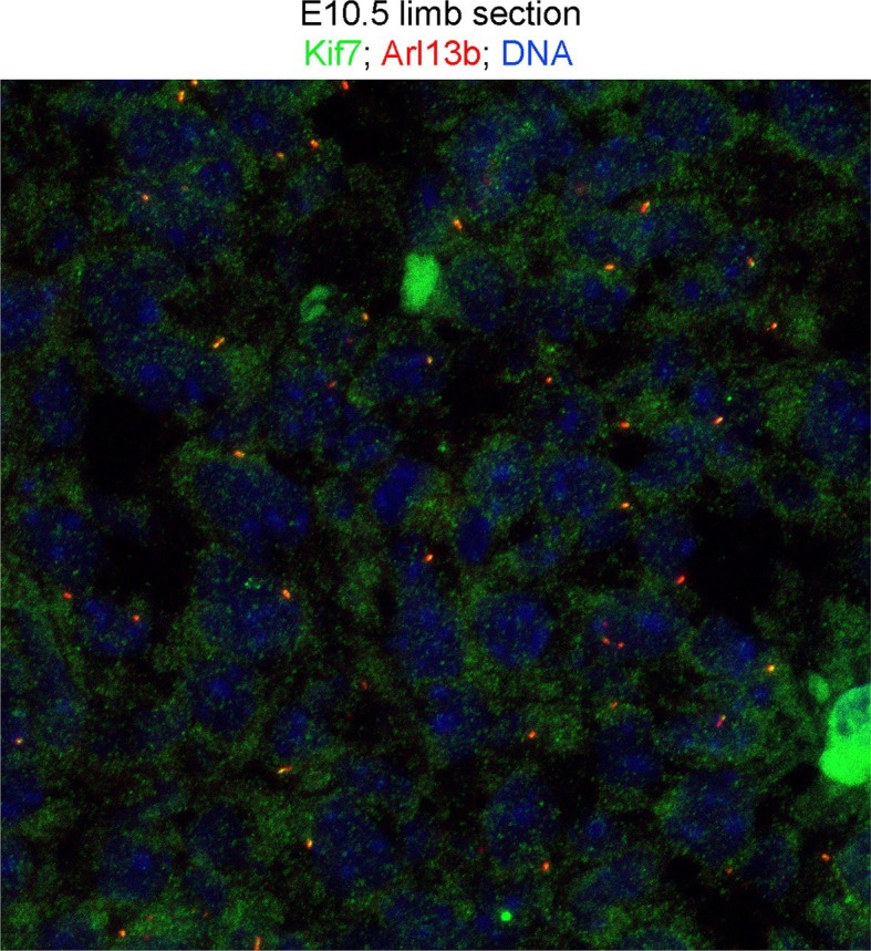 Figure 4—figure supplement 1.