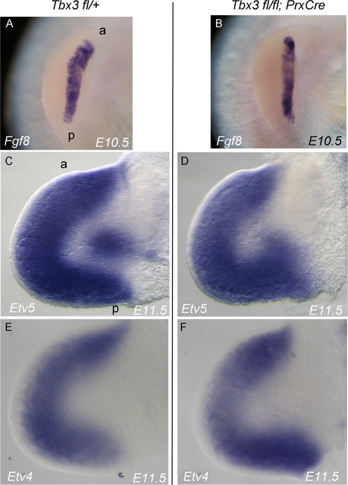 Figure 3—figure supplement 5.