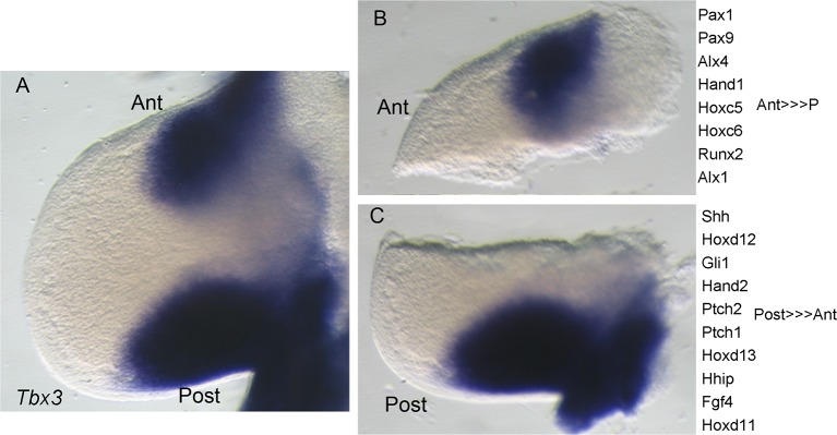 Figure 3—figure supplement 3.