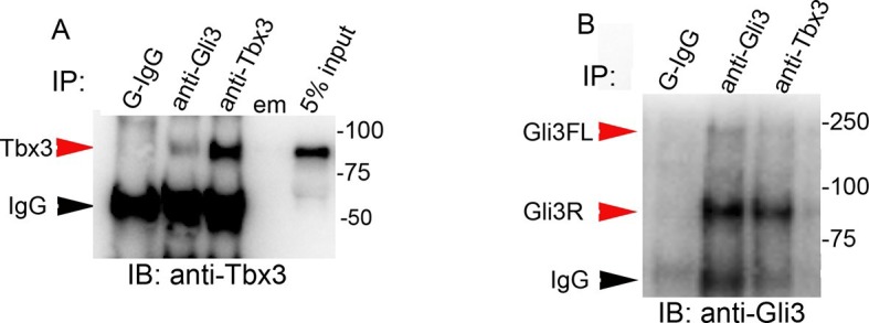 Figure 7—figure supplement 1.