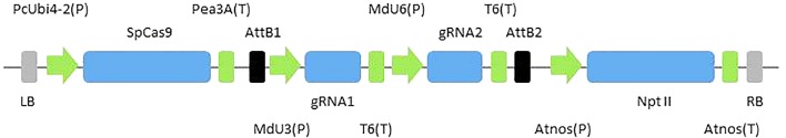 FIGURE 1