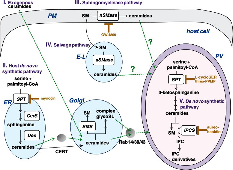 FIGURE 9: