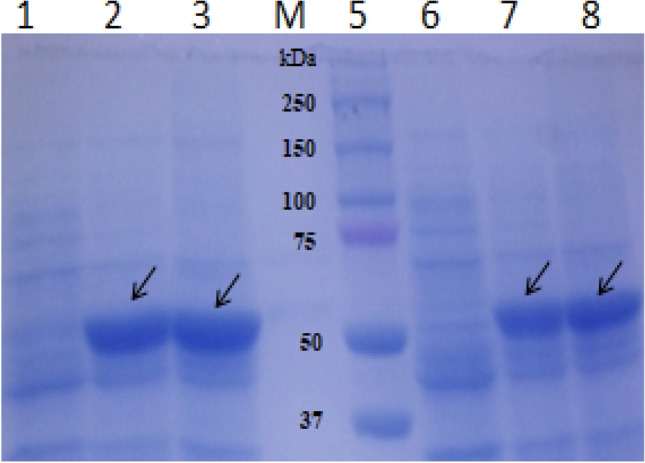 Fig. 5