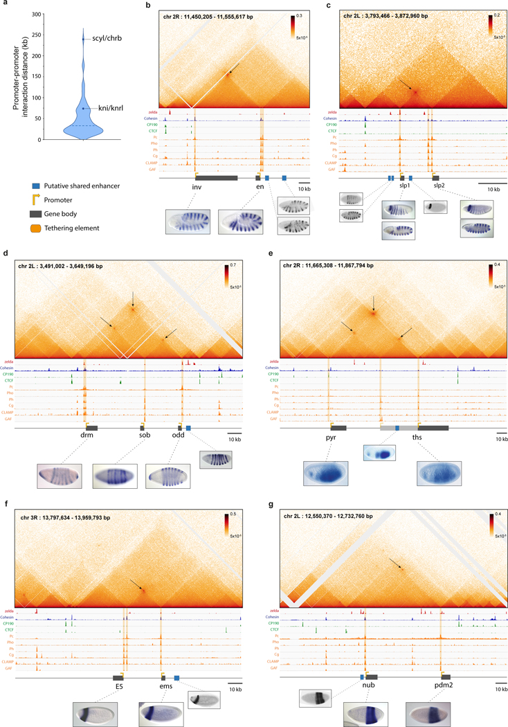 Extended Data Figure 1|