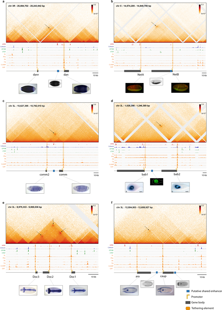 Extended Data Figure 2|