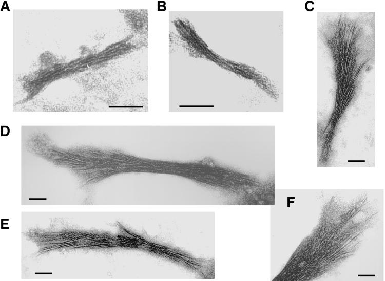 Fig 5.