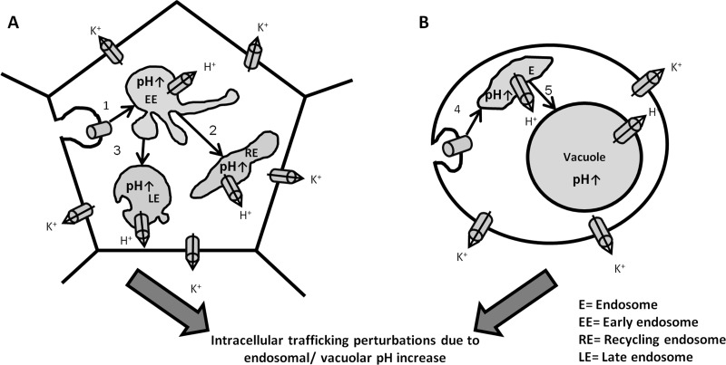 Fig 6