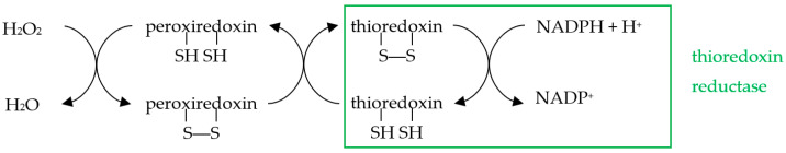 graphic file with name biology-10-00033-i004.jpg