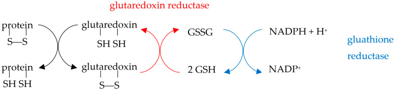 graphic file with name biology-10-00033-i005.jpg