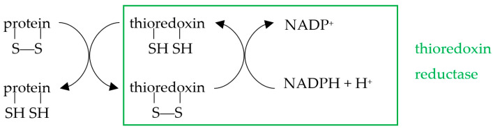 graphic file with name biology-10-00033-i003.jpg