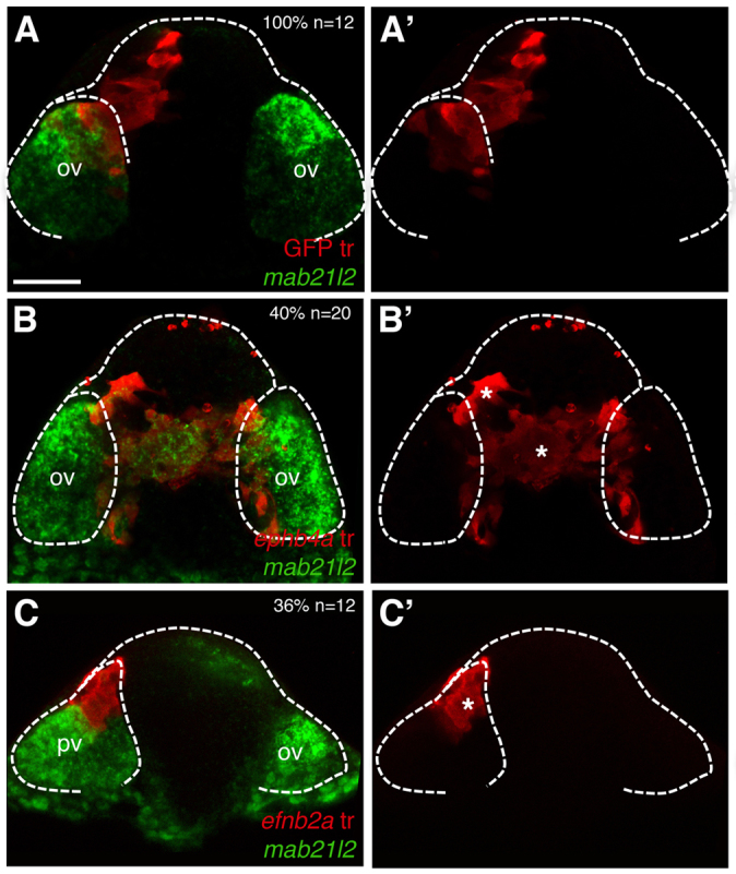 Fig. 6.