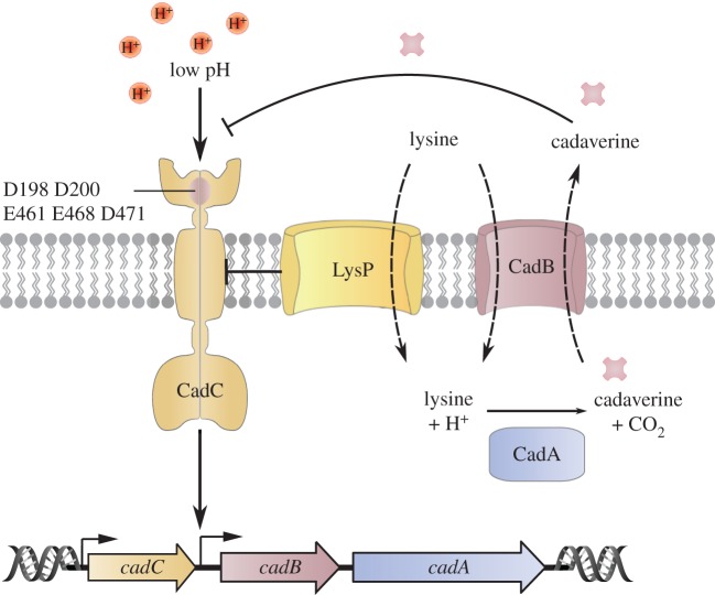 Figure 2.