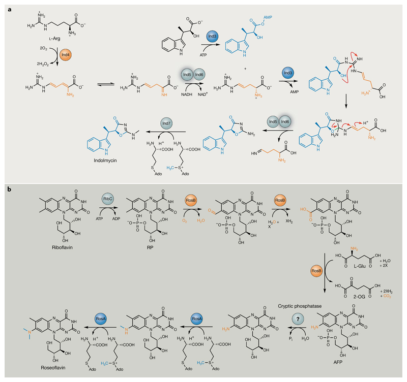 Fig. 10