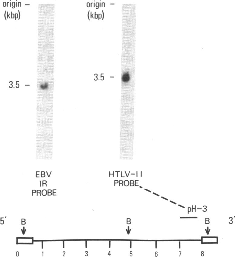 graphic file with name pnas00648-0281-a.jpg