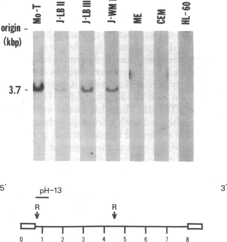 graphic file with name pnas00648-0280-a.jpg